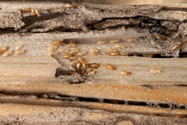 Best Bed Bug Extermination  in Tamarac, FL